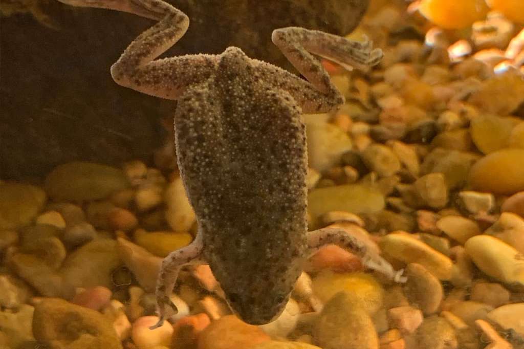 African dwarf clawed frog