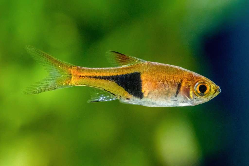 harlequin rasbora