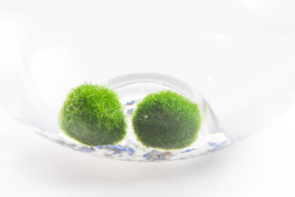 Marimo Moss balls