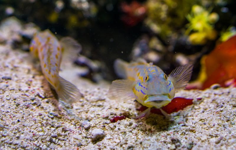 Cría Diamond Gobies