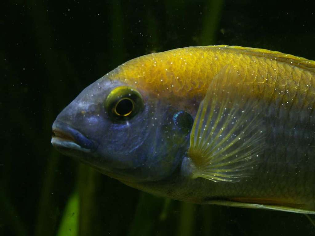 Cómo entender y tratar la picazón de los peces de acuario