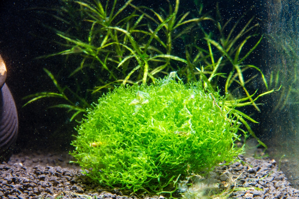 10 impresionantes plantas de acuario de agua fría (Guía de especies)