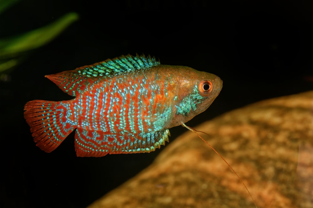 los 10 mejores peces para un acuario de 10 galones (Guía de población)