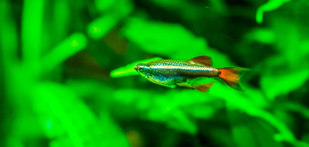 los 10 mejores peces para un acuario de 10 galones (Guía de población)