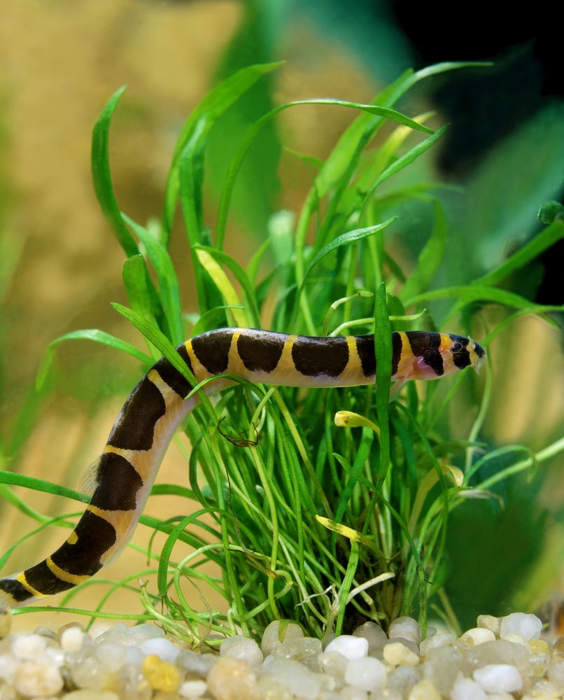 los 10 mejores peces para un acuario de 10 galones (Guía de población)