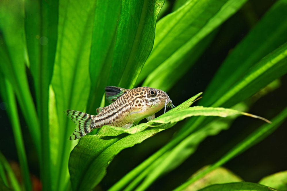 los 10 mejores peces para un acuario de 10 galones (Guía de población)