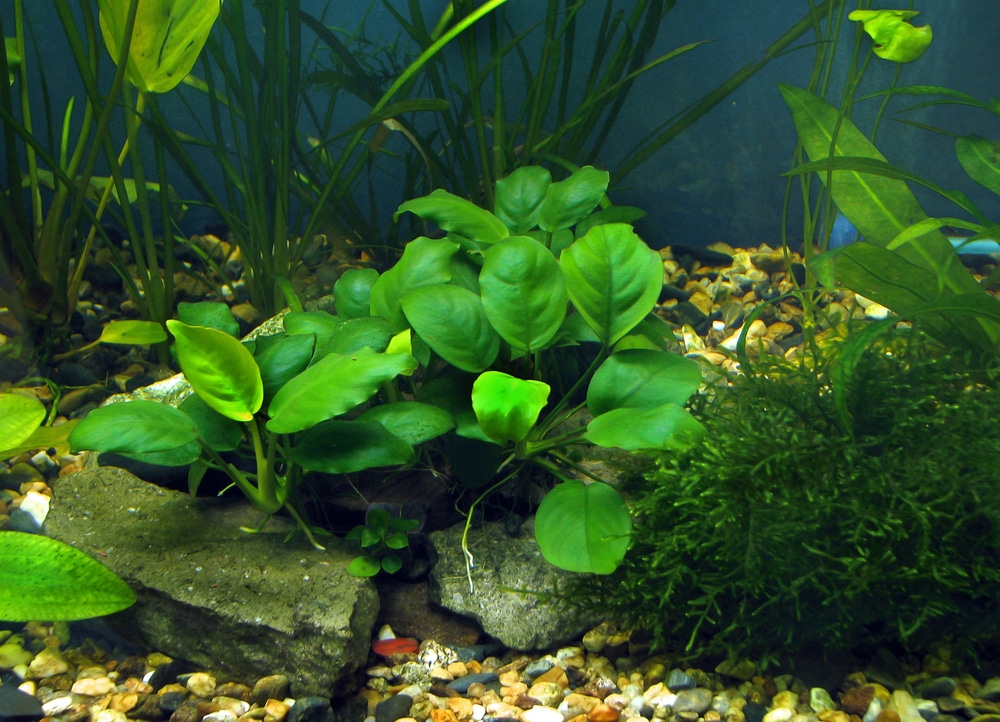10 mejores plantas para acuarios de ajolotes