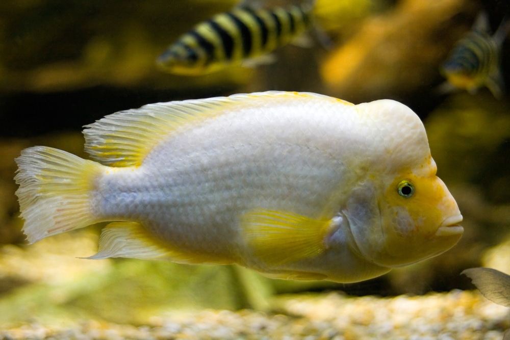 10 compañeros de tanque compatibles con Flowerhorn