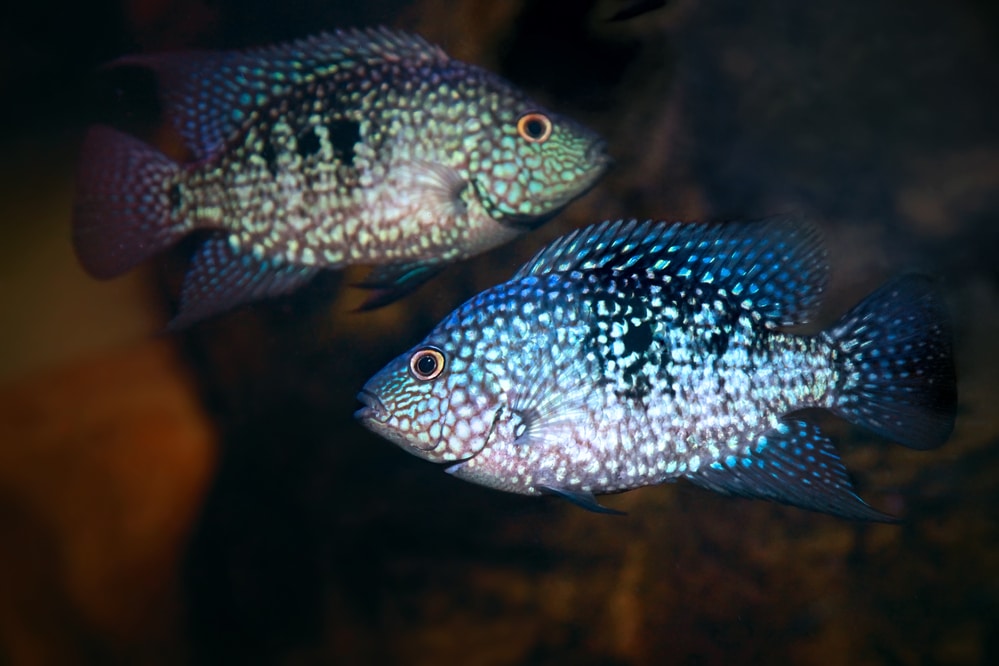 10 compañeros de tanque compatibles con Flowerhorn