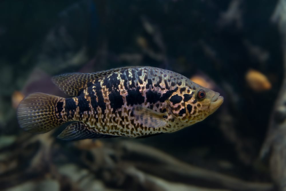 10 compañeros de tanque compatibles con Flowerhorn