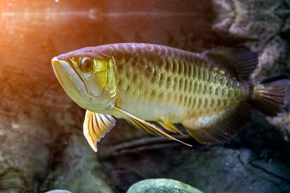 10 compañeros de tanque compatibles con Flowerhorn