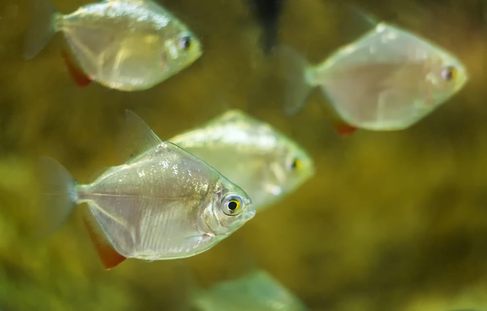 10 compañeros de tanque compatibles con Flowerhorn