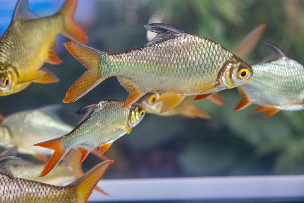 10 compañeros de tanque compatibles con Flowerhorn