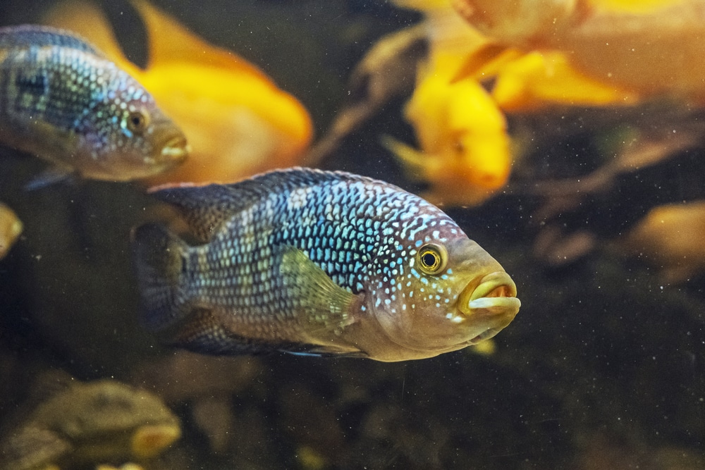 Los mejores compañeros de tanque Frontosa compatibles