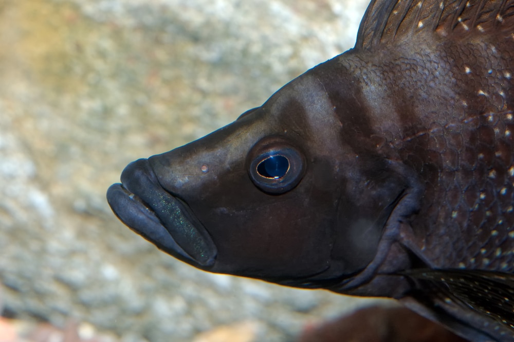 Los mejores compañeros de tanque Frontosa compatibles