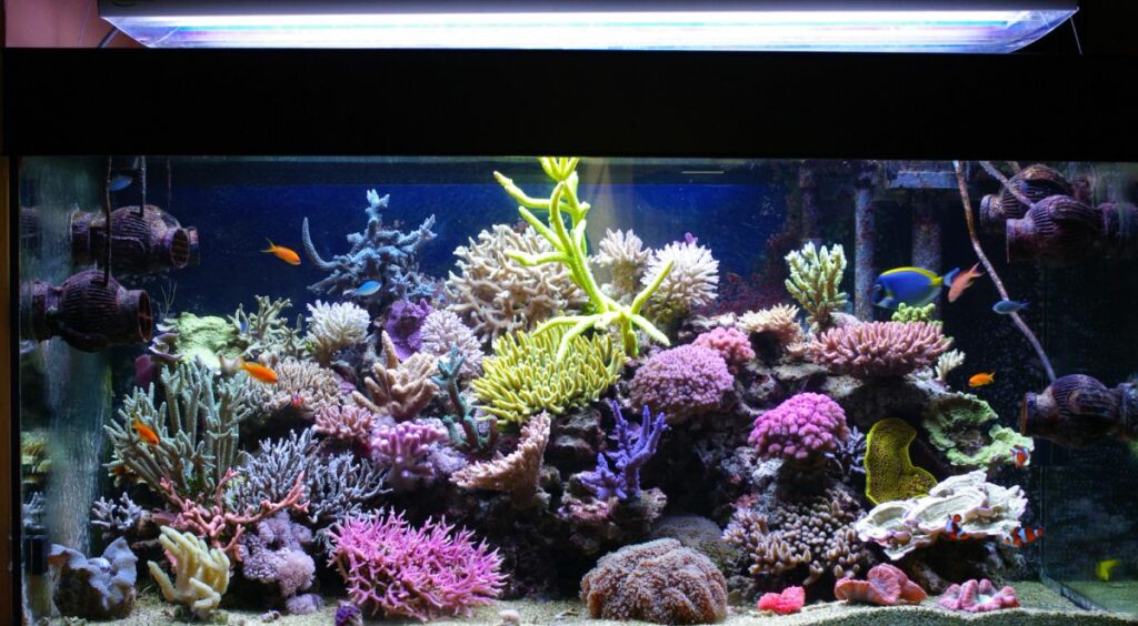 10 ideas geniales de peceras para un acuario casero