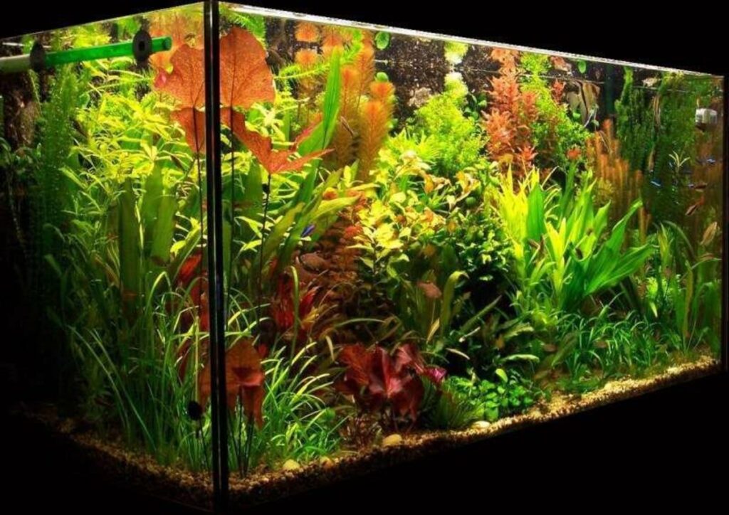 10 ideas geniales de peceras para un acuario casero