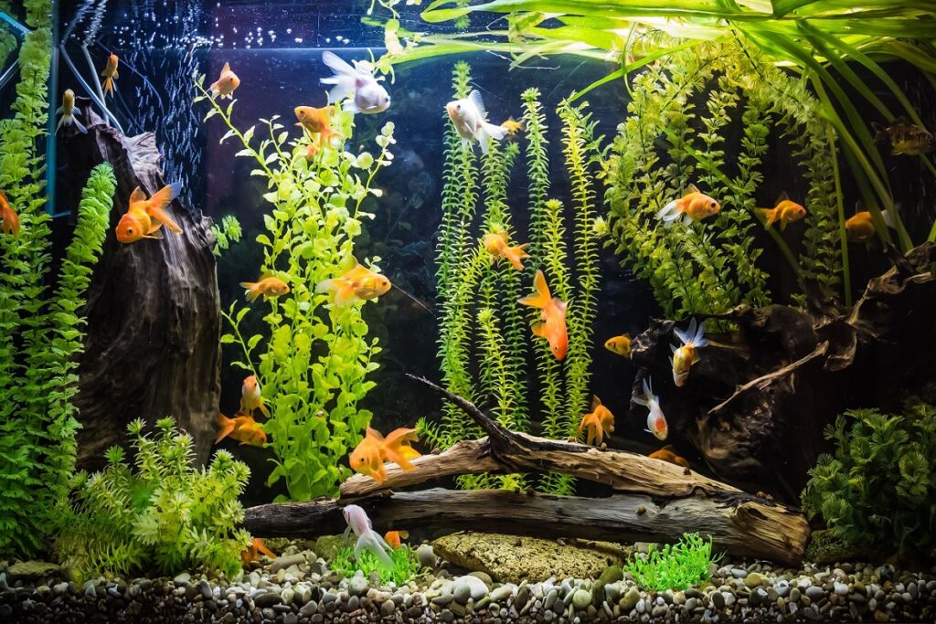 10 ideas geniales de peceras para un acuario casero