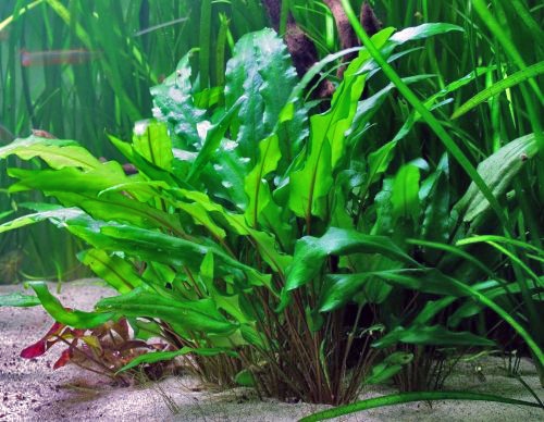 Las 10 mejores plantas para peceras de peces dorados - La clasificación completa de las plantas para peces dorados