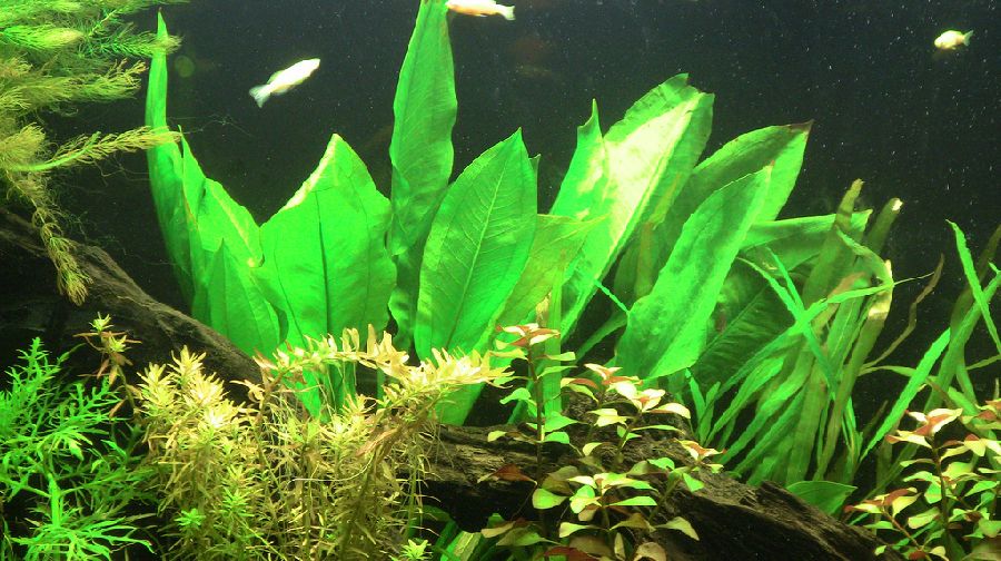 Las 10 mejores plantas para peceras de peces dorados - La clasificación completa de las plantas para peces dorados