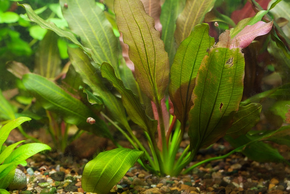 10 plantas de acuario de crecimiento rápido (Guía de especies)