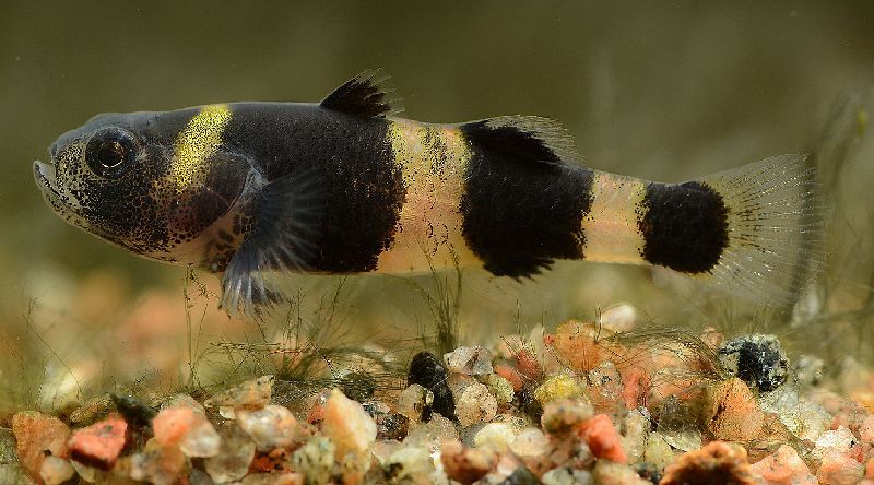 los 10 mejores peces pequeños de agua dulce para nanoacuarios