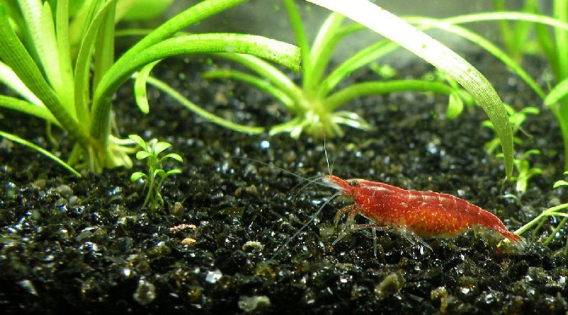 los 10 mejores peces pequeños de agua dulce para nanoacuarios