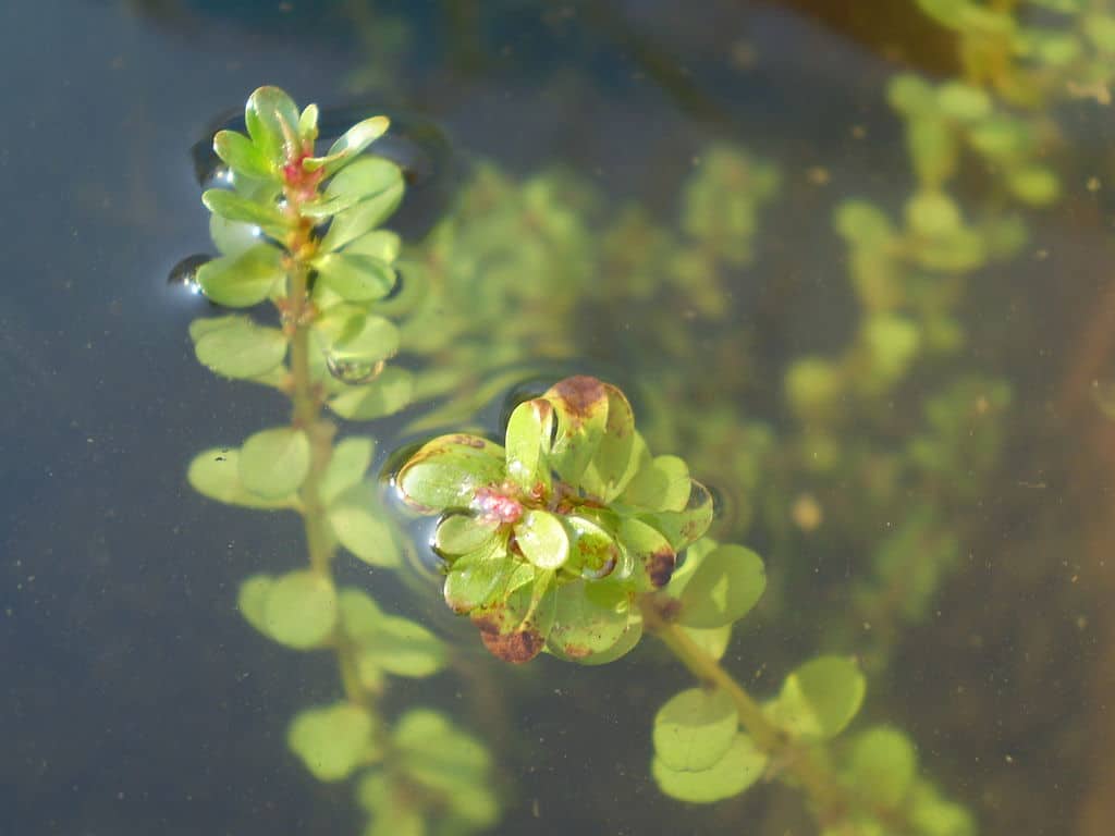las 11 mejores plantas flotantes para acuarios: La guía completa de especies