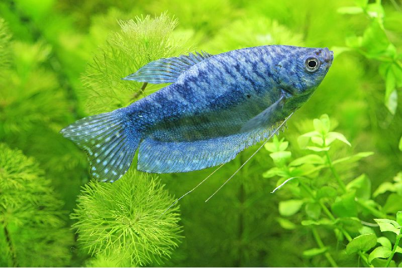 los 13 mejores compañeros compatibles para tanques de gouramis (guía completa)