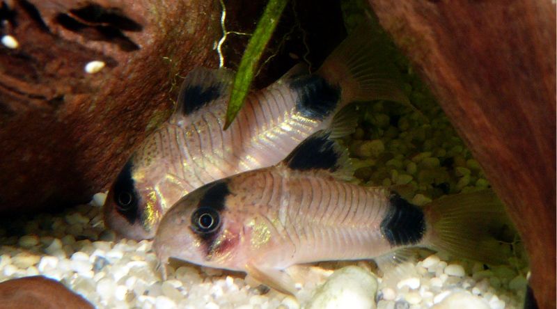 los 13 mejores compañeros compatibles para tanques de gouramis (guía completa)