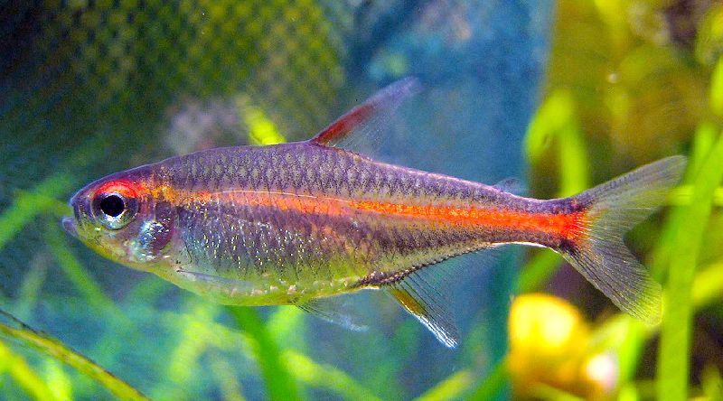 los 13 mejores compañeros compatibles para tanques de gouramis (guía completa)