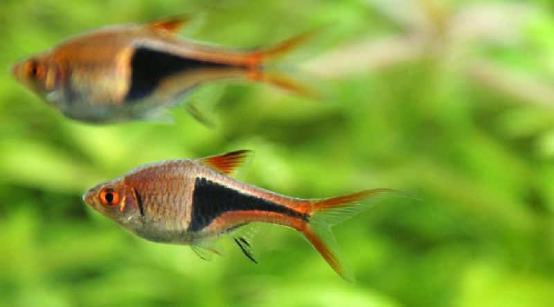 los 13 mejores compañeros compatibles para tanques de gouramis (guía completa)