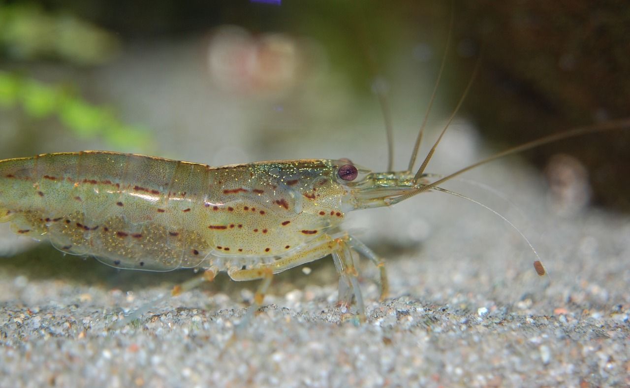 los 13 mejores compañeros compatibles para tanques de gouramis (guía completa)