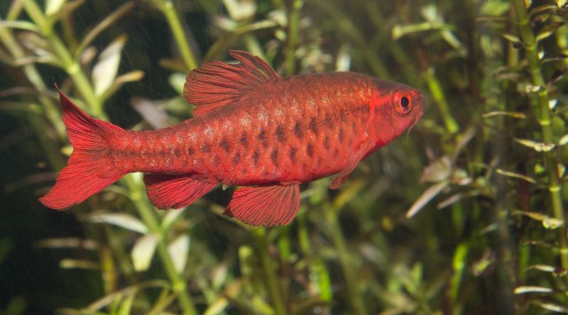 los 13 mejores compañeros compatibles para tanques de gouramis (guía completa)