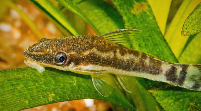 los 13 mejores compañeros compatibles para tanques de gouramis (guía completa)