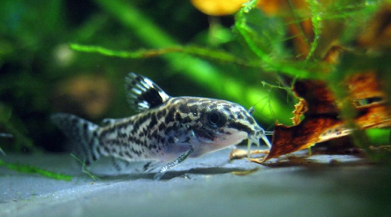 los 13 mejores compañeros compatibles para tanques de gouramis (guía completa)