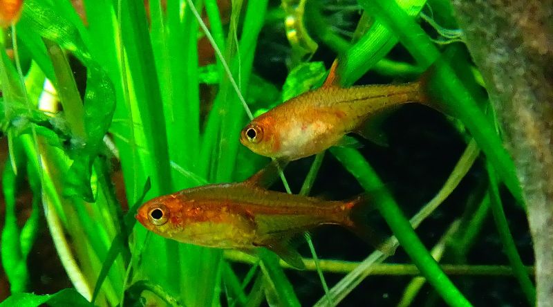 los 13 mejores compañeros compatibles para tanques de gouramis (guía completa)