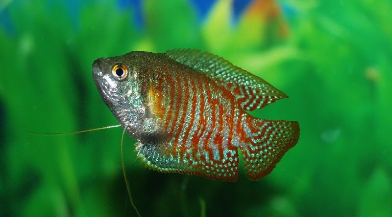 los 13 mejores compañeros compatibles para tanques de gouramis (guía completa)