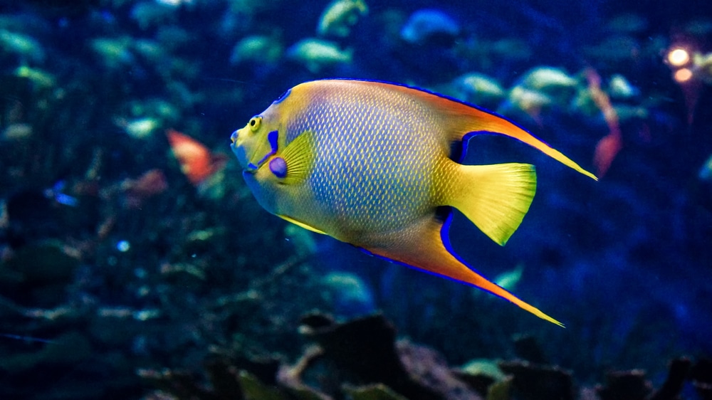 15 impresionantes tipos de peces ángel de agua salada