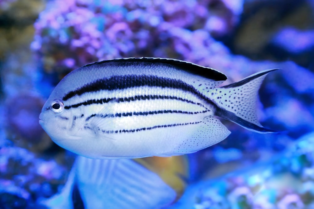 15 impresionantes tipos de peces ángel de agua salada
