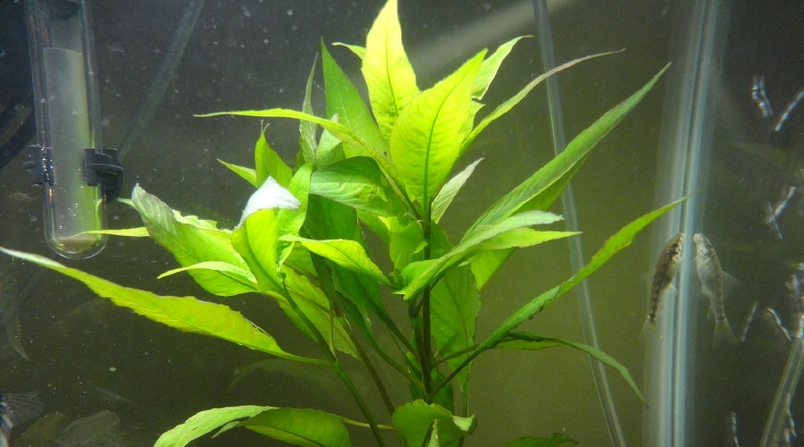 22 mejores plantas para peces Betta: Fácil Betta plantas de peces para principiantes