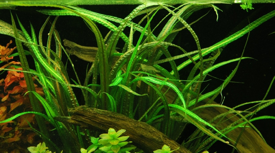 Plantas de acuario fáciles y con poca luz para principiantes: La guía completa de especies