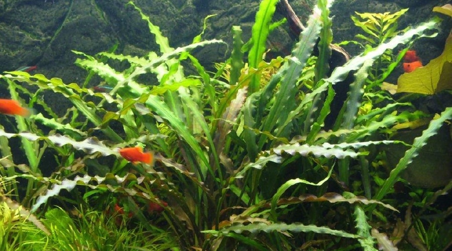 Plantas de acuario fáciles y con poca luz para principiantes: La guía completa de especies