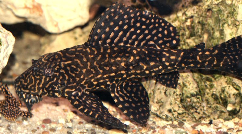 9 mejores compañeros de tanque para los discos según su temperamento, agua, tamaño del acuario y más