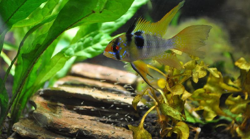 9 mejores compañeros de tanque para los discos según su temperamento, agua, tamaño del acuario y más