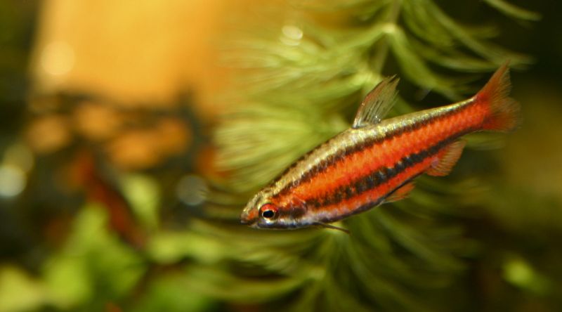 9 mejores compañeros de tanque para los discos según su temperamento, agua, tamaño del acuario y más