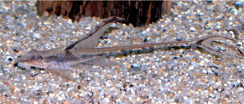 9 mejores compañeros de tanque para los discos según su temperamento, agua, tamaño del acuario y más