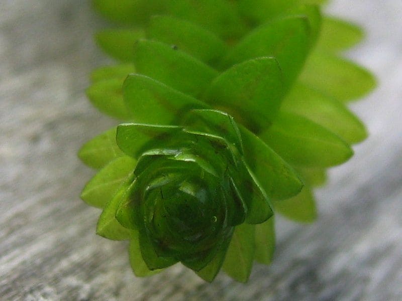 Anacharis (Elodea canadensis)