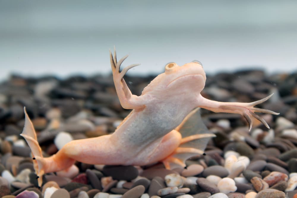 Cuidados de la rana enana africana: Dieta, tamaño del acuario, parejas, desove y guía de cuidados
