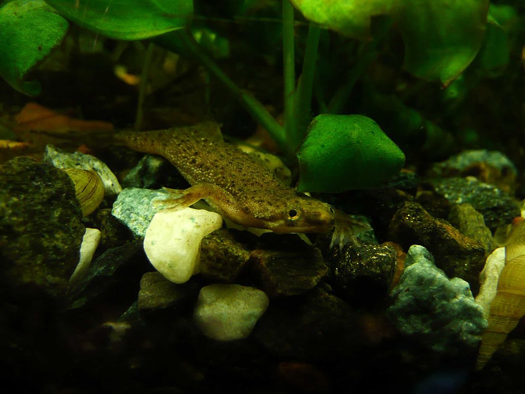 Cuidados de la rana enana africana: Dieta, tamaño del acuario, parejas, desove y guía de cuidados
